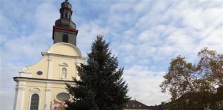 Der Aufbau zum Frankenthaler Weihnachtsmarkt 2017 beginnt auf dem Rathausplatz mit dem Aufstellen des Weihnachtsbaums. (Foto: Stadt Frankenthal)