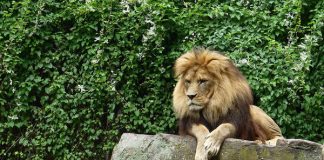 Chalid und Binta, die beiden Berberlöwen im Zoo Heidelberg  (Foto: Petra Medan/Zoo Heidelberg)