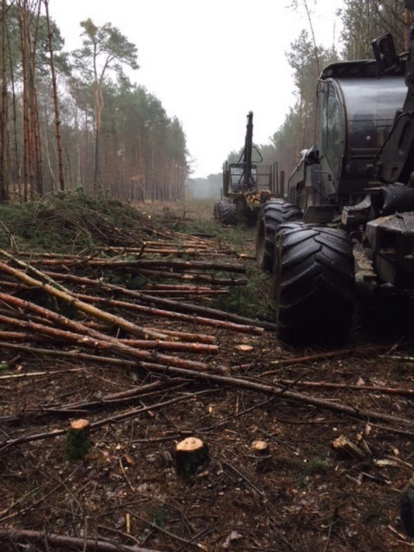 Durch die derzeit laufenden Rodungsarbeiten kann es auf den umliegenden Waldwegen zu Behinderungen kommen (Foto: Gemeindeverwaltung Haßloch)