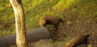 Waldhunde im Frankfurter Zoo (Foto: Zoo Frankfurt)