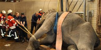 Lina wird aufgerichtet (Foto: Zoo Karlsruhe)