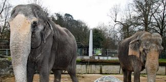 Die Elefantenkühe Rani (links) und Nanda stehen auf der Außenanlage. Im Hintergrund ist der Bauzaun rund um das alte Südamerikahaus zu sehen. (Foto: Zoo Karlsruhe)