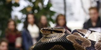 Ob Wertschätzung und Erhalt der biologischen Vielfalt, Tier-, Arten- und Umweltschutz oder der verantwortungsvolle Umgang mit Tieren – die Zooschule Landau leistet einen besonderen Beitrag zur Umweltbildung in der Region und wird voraussichtlich im Frühjahr 2018 mit kostenfreiem WLAN ausgestattet. (Foto: Stadt Landau in der Pfalz)