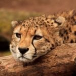 Gepard (Foto: Zoo Landau)