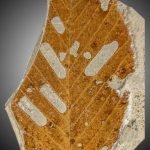 Fossil überliefertes Blatt eines Buchengewächses (Fagus cf. pliocenica) aus dem Pliozän von Willershausen (GZG.W 21920), mit eindeutig erkennbarem Lochfraß. (Foto: Torsten Wappler, HLMD)