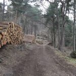 Verkaufsfertige Holzpolter am Waldparkplatz Hahnenschritt. Am kommenden Freitag kann man bei einer Holzerntevorführung erleben wie sie zustande kommen und warum der Waldbau überhaupt erforderlich ist. (Foto: J.Bramenkamp)