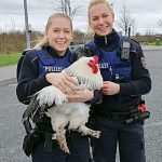 Huhn auf dem Hahnen (Foto: Polizei RLP)