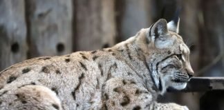 Bislang leben die Luchse im Raubtierhaus. Auf dem Lauterberg wird aktuell eine neue Anlage gebaut (Foto: Zoo Karlsruhe)