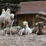 Trampeltiere (Foto: Petra Medan/Zoo Heidelberg)