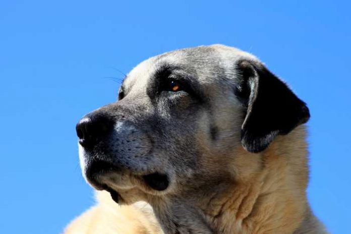 Ein Kangal ist kein Schoßhund - Quelle: Pixabay