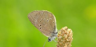 Dunkler Wiesenknopf-Ameisenbläuling (Maculinea nausithous) an Großem Wiesenknopf (Sanguisorba officinalis) (Foto: Hendrik Turni)