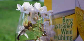 Weinfrühling RotBlüte (Foto: Verkehrsverein Bensheim e.V.)