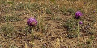 Die Sand-Silberscharte wird angepflanzt (Foto: Botanischer Garten Frankfurt)