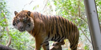 Sumatratiger VANNI (Foto: Winfried Faust)