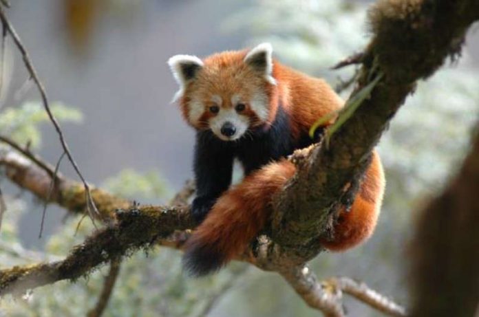 Kleiner Panda (Foto: Peter Prokosch)