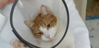 Ist auf dem Weg der Besserung - Kater Ludwig in Lützelsachsen - Unbekannte haben ihn mit einem Luftdruckgewehr beschossen