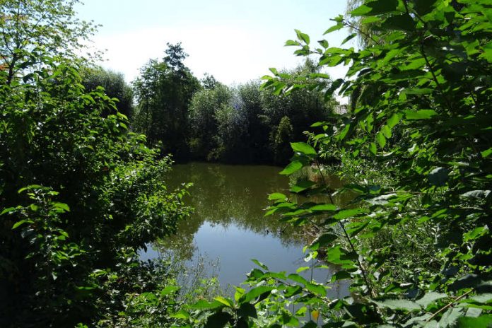 Die gewünschte Entwicklung des Mörzheimer Hordtweihers zu einem naturnahen Erholungs- und Naturerfahrungsbereich ist Thema eines Workshops am Mittwoch, 6. Juni, ab 18 Uhr in der Alten Schule. (Foto: Stadt Landau in der Pfalz)