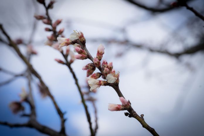 Mandelblüten (Foto: Polizei RLP)