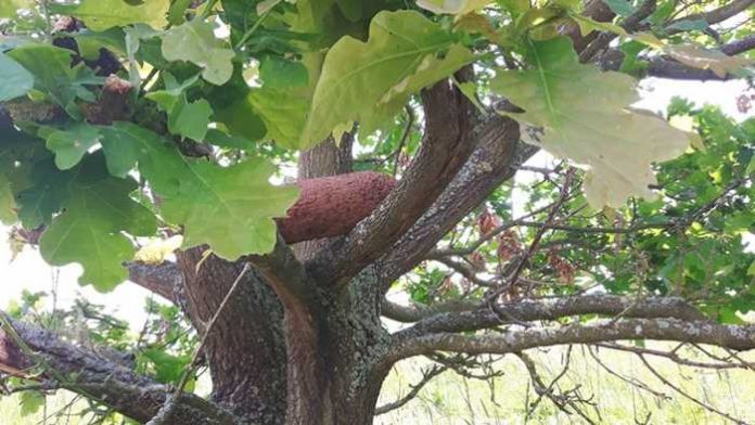 Aufgefundene Granate im Baum