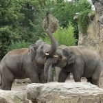 Viele unterschiedliche Beschäftigungsmöglichkeiten auf der gut strukturierten Elefantenanlage sorgen für viel Abwechslung. (Foto: Petra Medan/Zoo Heidelberg)