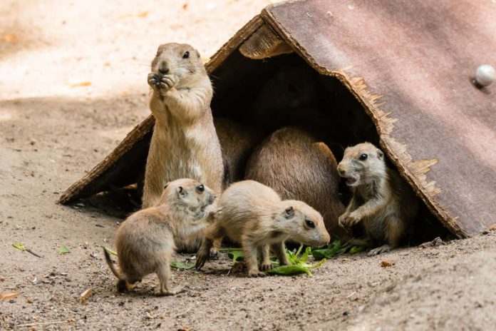 Präriehunde mit Jungtieren im Zoo Heidelberg  (Foto: Peter Bastian/Zoo Heidelberg)