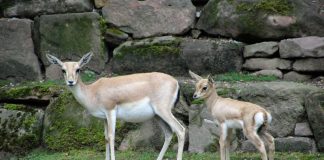 Jungtier bei den Persischen Kropfgazellen im Zoo Karlsruhe (Foto: Zoo Karlsruhe)