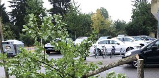 In der Eisenlohrstraße sägten Unbekannte einen jungen Baum ab. (Foto: Stadt Karlsruhe)