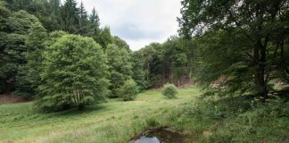 Biotop in der Nähe der Hirschquelle im Mühltal – zu wasserreicheren Zeiten. (Foto: Stadtwerke Heidelberg GmbH)