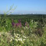 Blick vom Monte Scherbelino auf die Skyline (Foto: Frieder Leuthold)