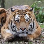 Tiger Igor (Foto: T. Schmeing)