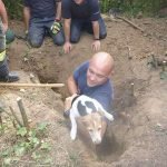 Der Jack-Russel-Terrier wurde gerettet (Foto: Stadtverwaltung Mainz)