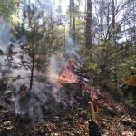 Gerade bei extremer Trockenheit ist die Waldbrandgefahr auch im Pfälzerwald sehr hoch. (Foto: Kreisverwaltung Südliche Weinstraße)