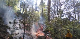 Gerade bei extremer Trockenheit ist die Waldbrandgefahr auch im Pfälzerwald sehr hoch. (Foto: Kreisverwaltung Südliche Weinstraße)