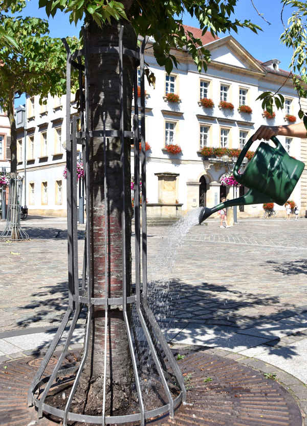 Hochsommerliche Temperaturen in Landau und der Südpfalz: Bäume freuen sich bei der Trockenheit über jeden Tropfen Wasser. (Foto: Stadt Landau in der Pfalz)