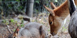 Mara mit Jungtieren und Vikunya (Foto: Winfried Faust)