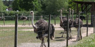 Im südpfälzischen Rülzheim liegt die Straußenfarm Mhou. Uschi Braun und Christoph Kistner betreiben hier nach eigenen Angaben Europas führende Straußenzucht. Besonders viel Wert wird auf eine artgerechte Haltung und das Wohlbefinden der Tiere gelegt. Insgesamt leben 80 Zuchtsträuße und einige Jungtiere auf den weitläufigen Weideflächen der Farm. Im Restaurant Farmhaus werden klassische Speisen aus der Pfalz mit afrikanischer Exotik in Form von Straußenfleisch kombiniert. (Foto: Paul van Schie)