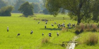 Wiese mit Störchen (Foto: Rheinland-Pfälzisches Storchenzentrum)