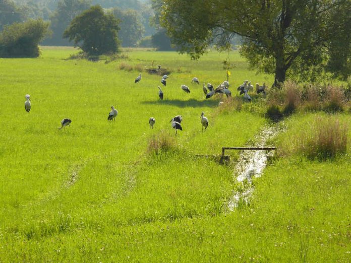 Wiese mit Störchen (Foto: Rheinland-Pfälzisches Storchenzentrum)