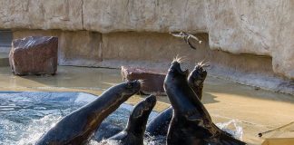 Die Robbenfütterung findet ab 1. September um 11.00 Uhr und 15.45 Uhr statt (Foto: Heidrun Knigge/Zoo Heidelberg)