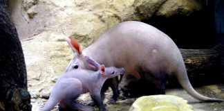 Erdferkel ERMINE und MEMPHIS (Foto: Zoo Frankfurt)