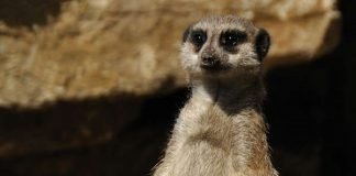 Erdmännchen (Foto: Zoo Landau/De Klerk)