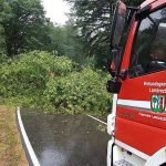 Umgestürzter Baum (Foto: Presseteam der Feuerwehr VG Lambrecht)