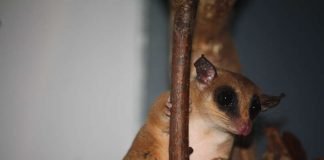 Mausopossum (Foto: Zoo Frankfurt)