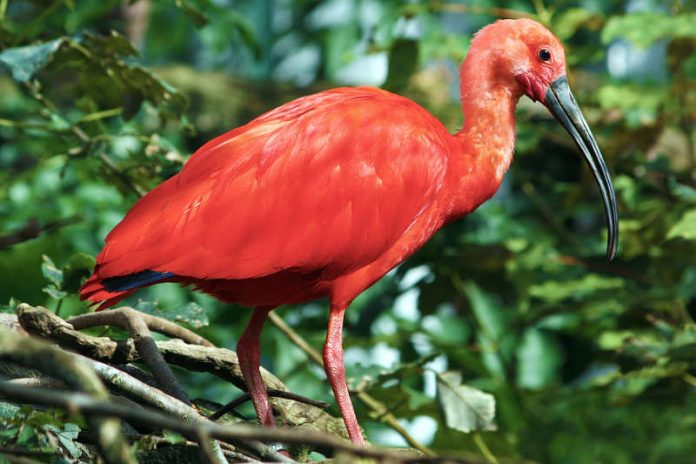 Roter Sichler (Ibis) (Foto: Matthias Besant)