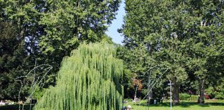 Delfine begleiten die Gondolettas auf ihrer Fahrt über Schwanen- und Stadtgartensee. Am Lichterfest werden sich die bunten Glühbirnen im Wasser wiederspiegeln. (Foto: Zoo Karlsruhe)