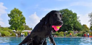 Schwimmspaß für Hunde: Nachdem die Freibadsaison beendet ist, dürfen sich am Aktionstag die Vierbeiner im Nichtschwimmerbecken des Tiergartenbads austoben. (Foto: Stadtwerke Heidelberg GmbH)