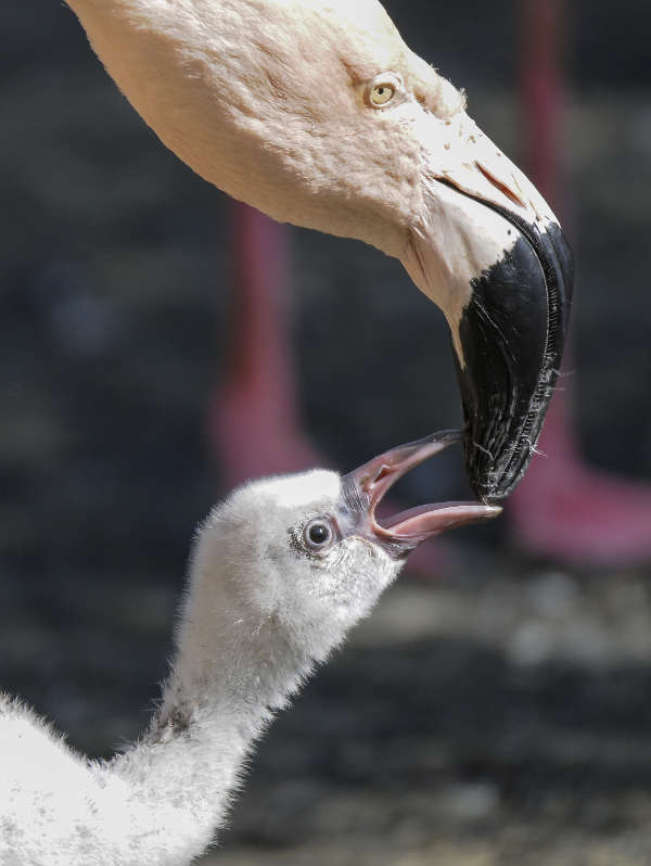 Flamingos (Foto: Zoo/Zooschule Landau)