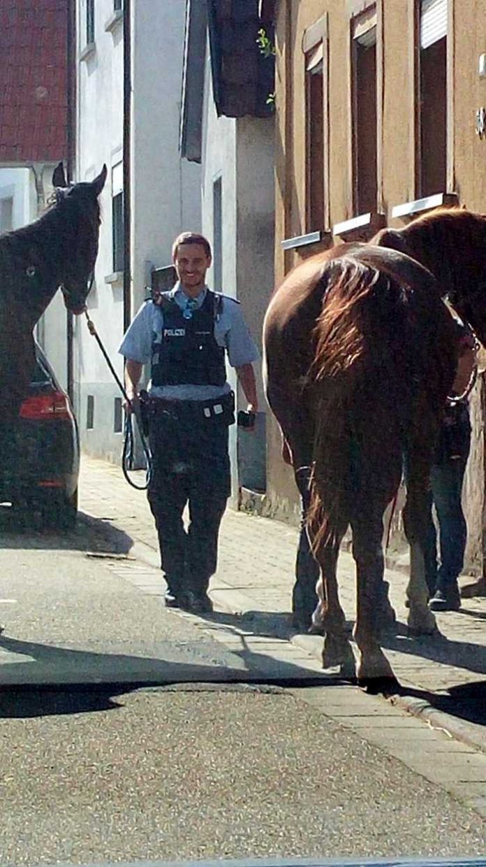 Ricco und Schnippe mit dem Pferdeflüsterer