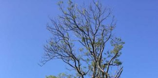 Dieser Baum muss gefällt werden