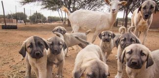 Kangal (Foto: Kristina Peez)